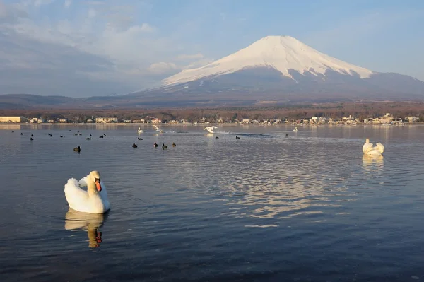 Vita Svanen och mt fuji — Stockfoto