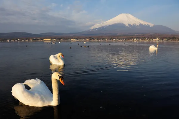 Cisne blanco y monte Fuji — Foto de Stock