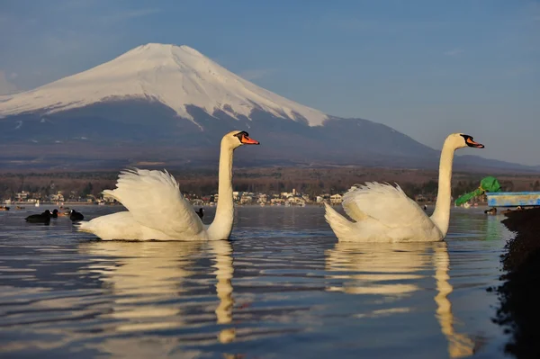 Biały łabędź i mt fuji — Zdjęcie stockowe