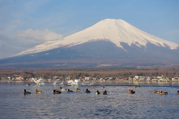 White Swan and Mt Fuji — Stock Photo, Image