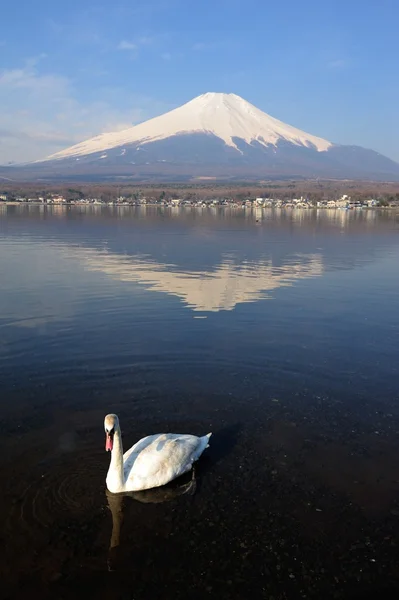 Білий лебідь і mt fuji — стокове фото