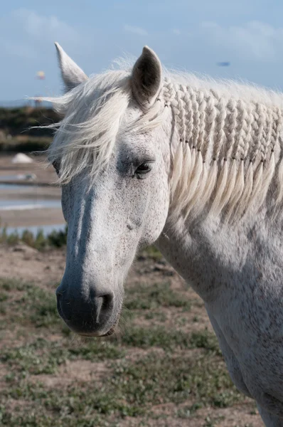 Retrato de cavalo branco e pântano de sal — Fotografia de Stock