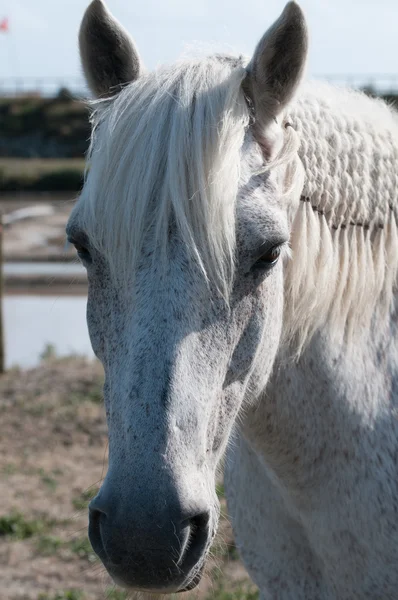 Retrato de cavalo branco e pântano de sal (vista de perto ) — Fotografia de Stock