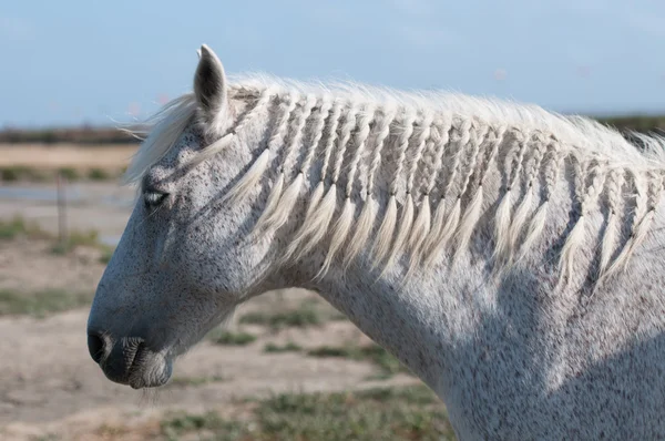 Perfil de cavalo branco e pântano de sal — Fotografia de Stock