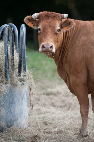 Rek koe en nieuwsgierig koe Stockfoto