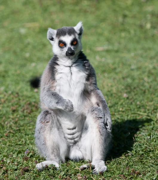 Lemur usiadł na trawie (widok z przodu) — Zdjęcie stockowe