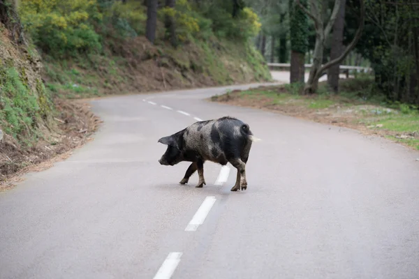 Korsika Schwein auf der Straße (2) — Stockfoto