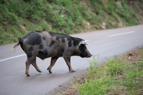 Korsyka świnia na drodze — Zdjęcie stockowe