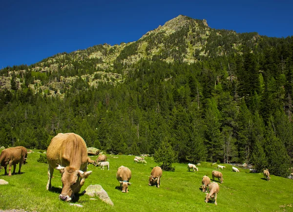 牧草地にある牛は — ストック写真