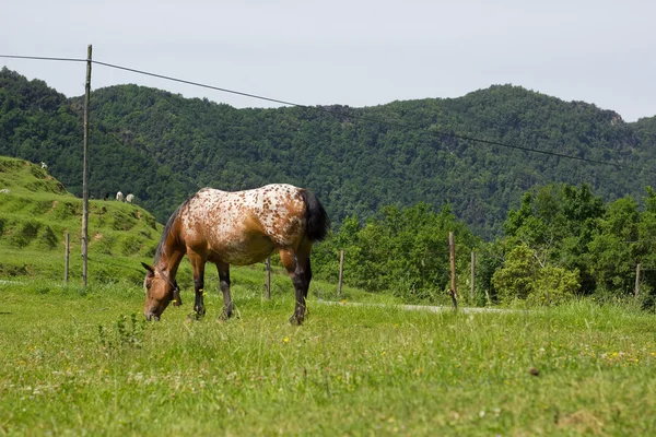 Kůň ve vesnici — Stock fotografie