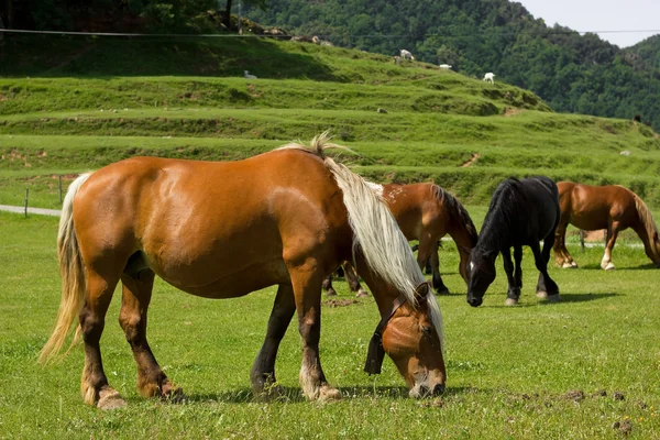 Cheval dans le village — Photo