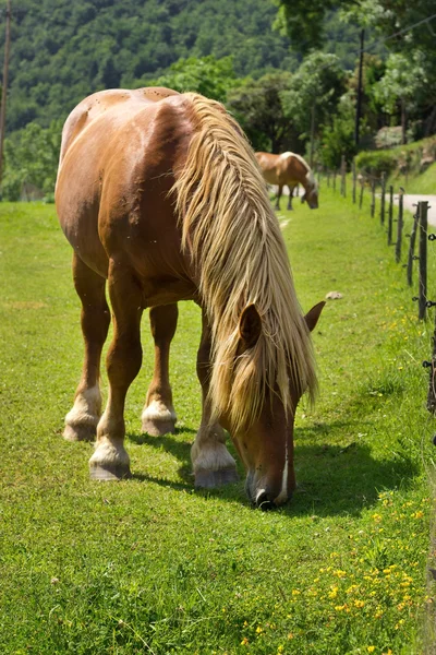 Cheval dans le village — Photo