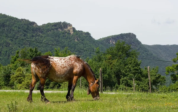 Kůň ve vesnici — Stock fotografie