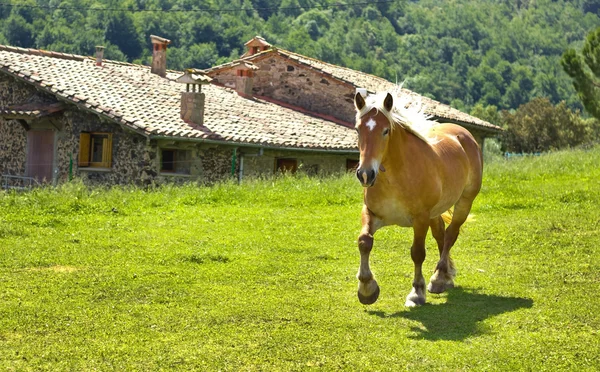 Pferd im Dorf — Stockfoto