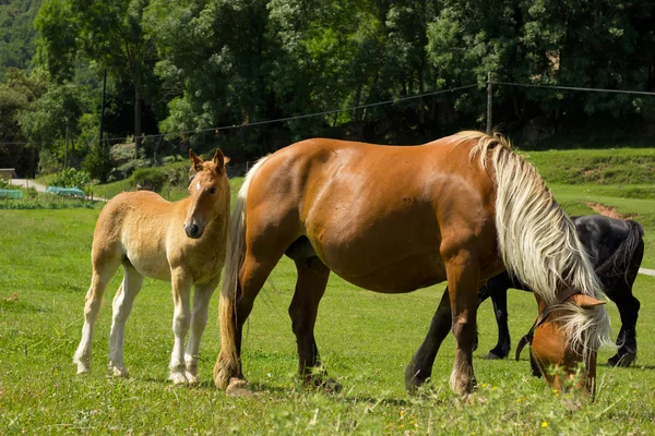 Kůň ve vesnici — Stock fotografie