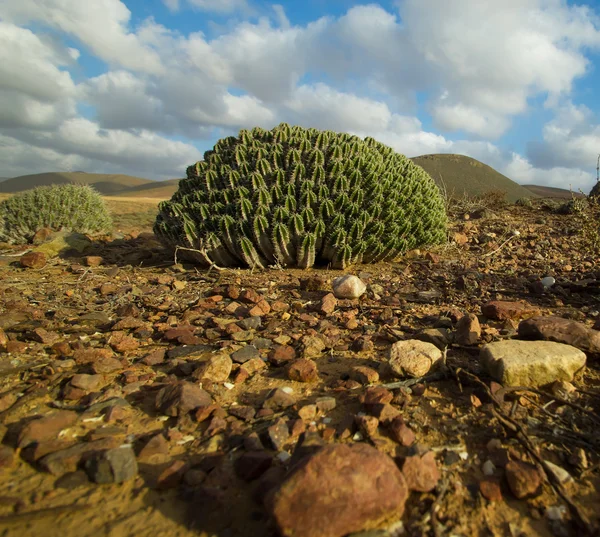 Cactus in Morocco — Stock Photo, Image
