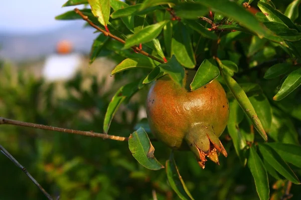 Granaatappel in tuin — Stockfoto