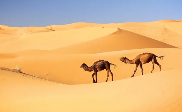 Kamelkaravan i öknen — Stockfoto