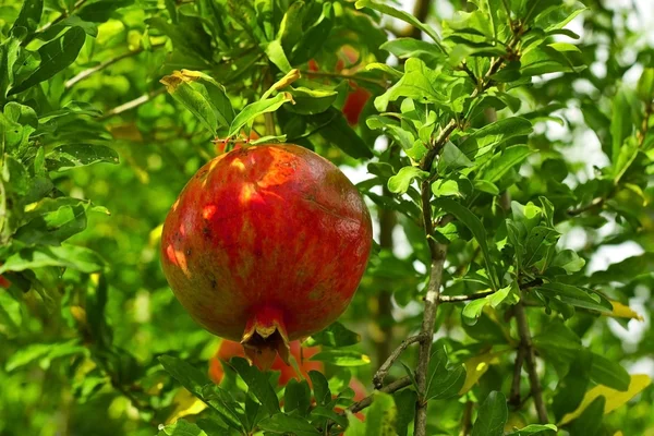 Granátové jablko na stromě — Stock fotografie