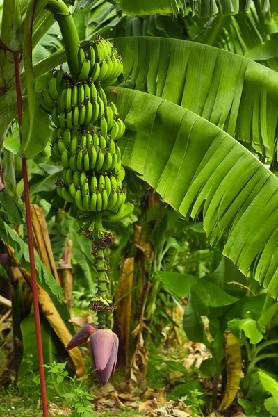 Bananenbaum — Stockfoto