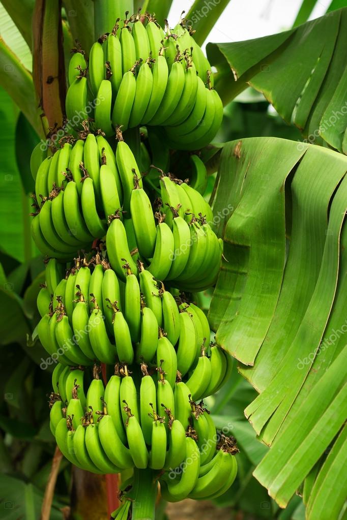 Banana tree — Stock Photo © jahmaica #14046061