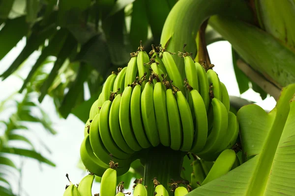 Árbol de plátano — Foto de Stock