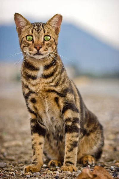 Gato de bengala — Fotografia de Stock