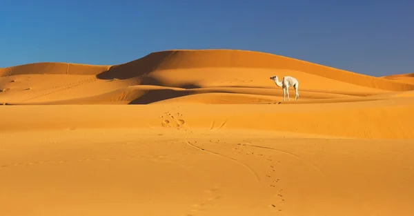 Sahara desierto — Foto de Stock
