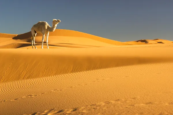 Сахара — стоковое фото