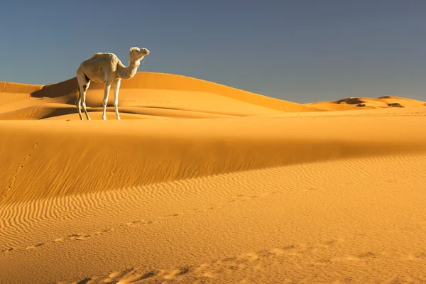 Sahara desierto Fotos de stock libres de derechos