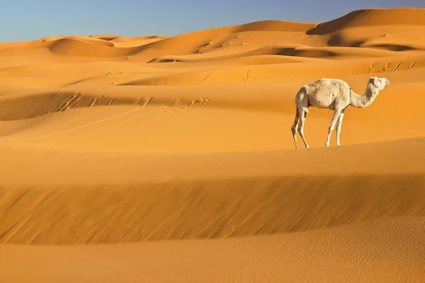 Kamel i öknen — Stockfoto