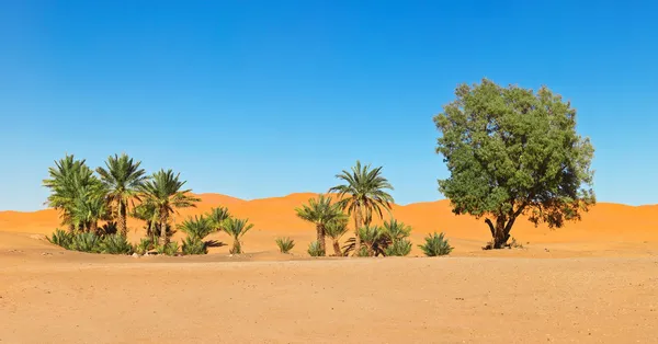 Oásis no deserto — Fotografia de Stock