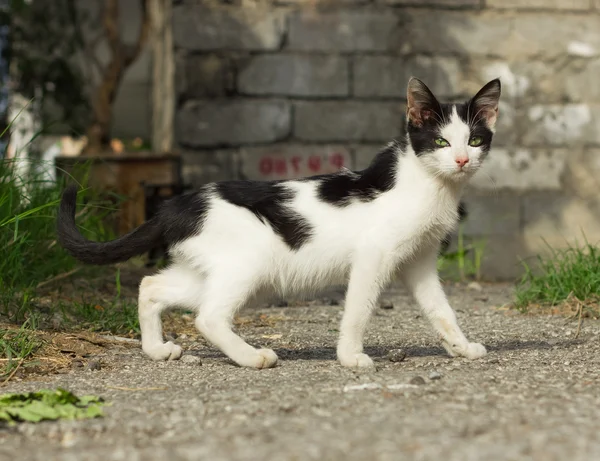Yard gato — Foto de Stock