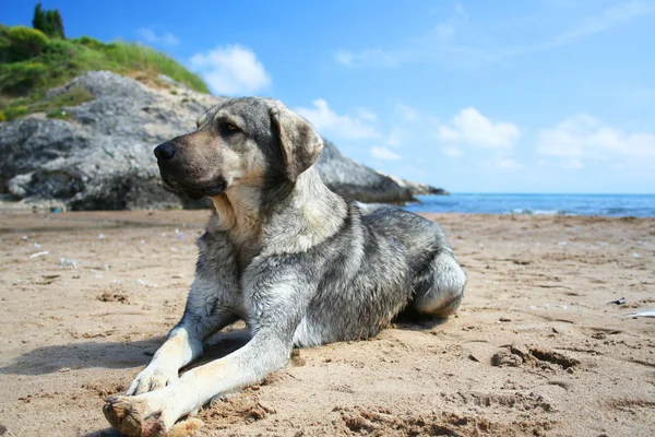 Kumsalda yatan köpek.