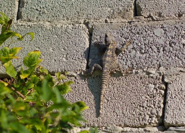 Gecko sur le mur — Photo