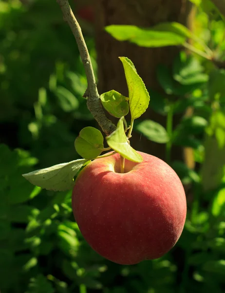 Appel op de tak — Stockfoto