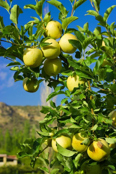Äpplen på grenen — Stockfoto