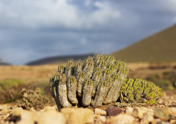 Cactus —  Fotos de Stock