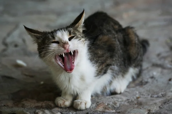 Ярд-котенок — стоковое фото
