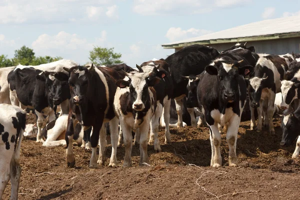 Koeien op de boerderij — Stockfoto