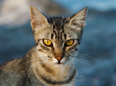 ciddi kedi