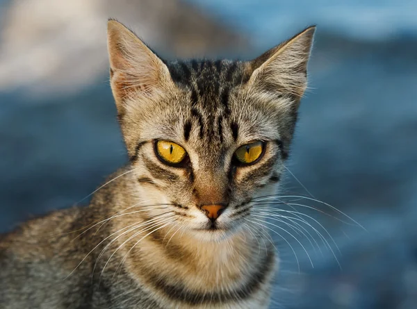 심각한 고양이 — 스톡 사진
