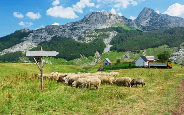 Campo em Montenegro — Fotografia de Stock