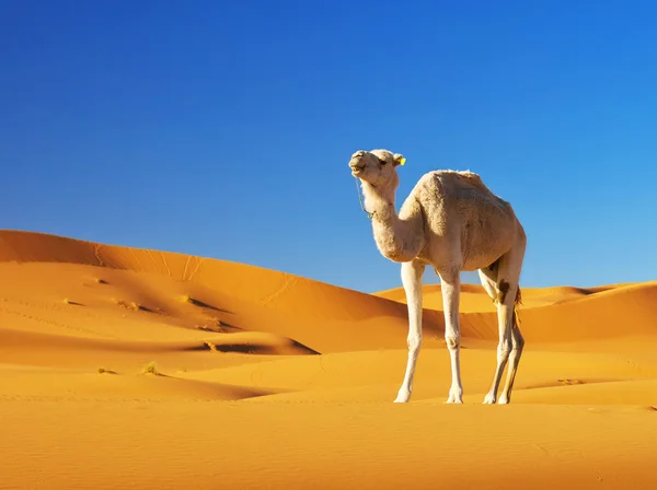 Kamel i öknen — Stockfoto