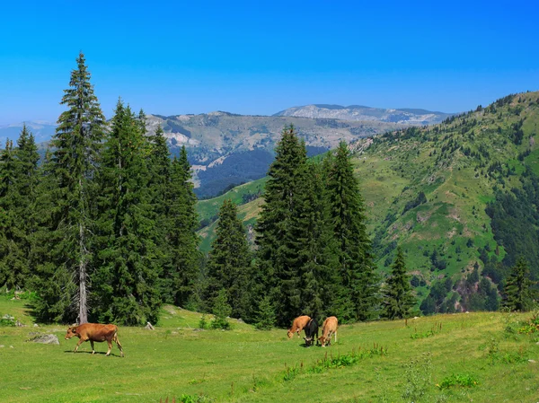 Vacas — Fotografia de Stock