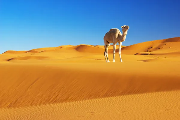 Camel — Stockfoto