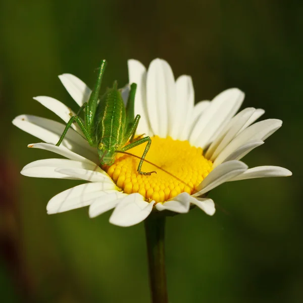 Cavalletta — Foto Stock