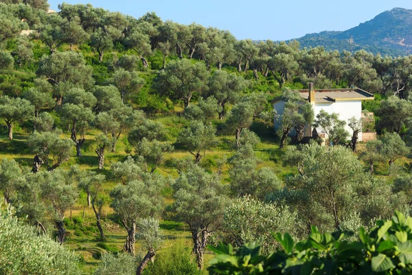 Плантация оливкового дерева — стоковое фото