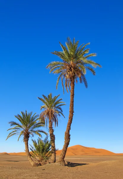 Palmas no deserto — Fotografia de Stock