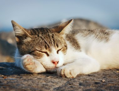 Uyuyan kedi